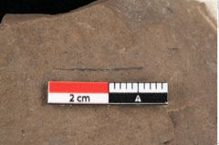 Foto (Detailansicht) von Glyptostrobus europaeus (Brongniart) Unger (NHMW-GEO-2024-0188-0162)